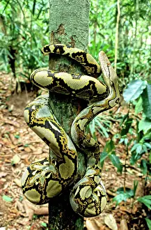 Reticulatus: Reticulated Python