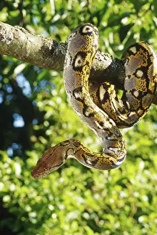 Reticulatus: Reticulated python
