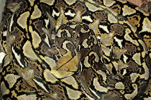 Reticulatus: Reticulated Python