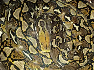 Reticulatus: Reticulated Python