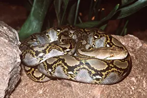 Reticulated: RETICULATED PYTHON