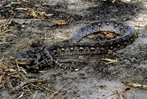 Reticulatus: Reticulated Python, Cambodia