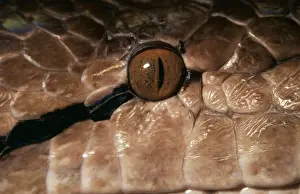 Reticulated: RETICULATED PYTHON - CLOSE UP OF EYE