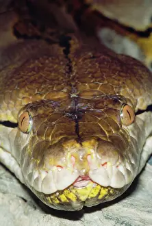 Nose: Reticulated Python - close-up showing heat-sensitive