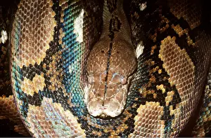 Reticulated: RETICULATED PYTHON - Face close up