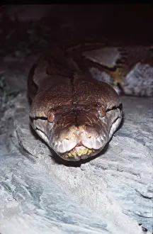 Reticulated: RETICULATED PYTHON - head close up