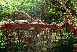 Reticulatus: Reticulated Python - longest snake in the world