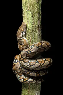 Reticulated: Reticulated python (Malayopython reticulatus), Danum