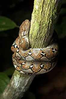 Reticulated: Reticulated python (Malayopython reticulatus), Danum
