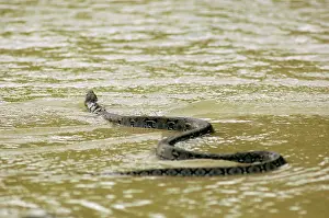 Reticulatus: A Reticulated Python swims from a small freshwater-stream