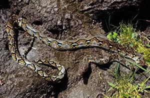 Reticulatus: Reticulated Pyton