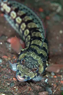 Parapercis: Reticulated Sandperch