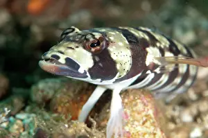 Reticulated: Reticulated Sandperch