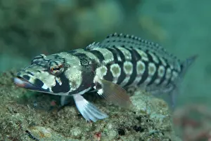 Reticulated: Reticulated Sandperch
