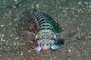 Reticulated: Reticulated Sandperch - Coral Garden dive site