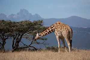 Reticulated: Reticulated, or Somali giraffe, Giraffa camelopardalis