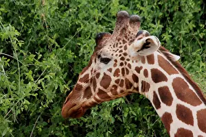 310517: Reticulted Giraffe 1 968
