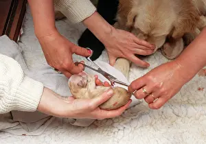 Whelping: Retriever Dog