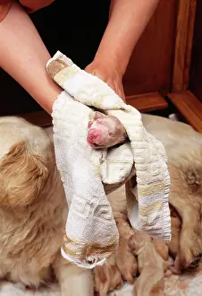 Whelping: Retriever Dog