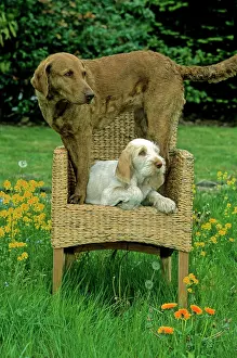 Spinone: Retriever and Spinone, puppy