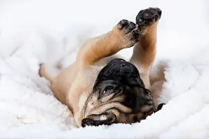 Beds: Retro Pug puppy, Austria, Europe