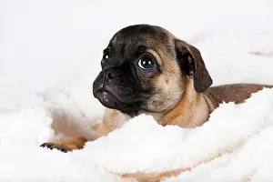 Cozy: Retro Pug puppy, Austria, Europe