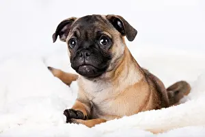 Cozy: Retro Pug puppy, Austria, Europe