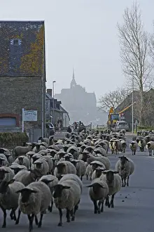 Return: Return of a flock of sheep pre-salted Manche