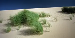 Discovery: Revegetated dune, Discovery Bay Coastal Park near