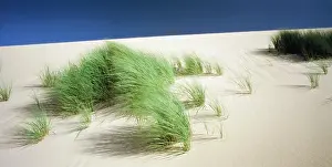 Discovery: Revegetation programme Discovery Bay Coastal Park