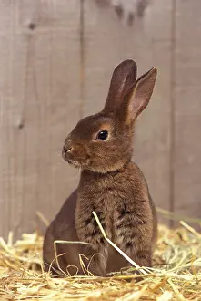 Hutch: Rex Castor Rabbit on straw ram