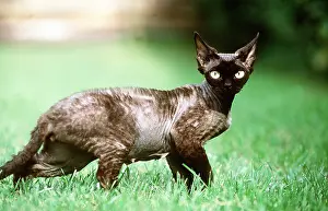 Ugly: REX DEVON CAT IN GRASS - side view
