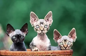 Ugly: REX DEVON CAT X3