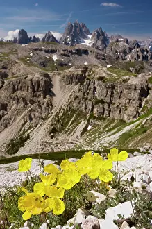 Rhaetian: Rhaetian Poppy on the Tre Cime de Lavaredo