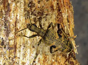 Bark: Rhagium mordax