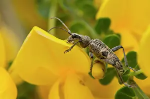 Mordax: Rhagium mordax. Molslaboratoriet, Denmark in June