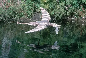 Pterosaur: Rhamphorhynchus