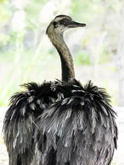 Rheas: Rhea