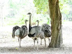 Rheas: Rhea