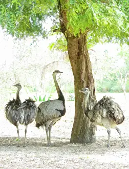 Rheas: Rhea
