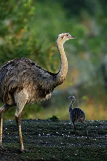 Rheas: Rhea with chick