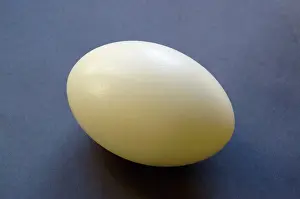 Rhea: Rhea Egg