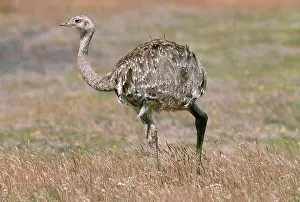 Patagonian: Rhea