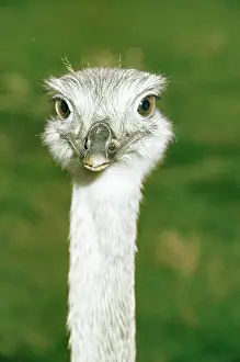 Rheas: Rhea