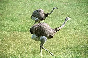 Rheas: RHEA - x two, on grass