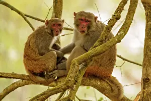 Macaque: rhesus macaque