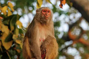 Singe: Rhesus macaque