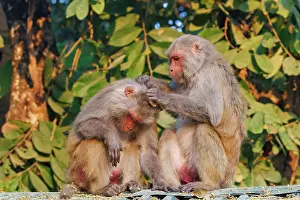 Singe: Rhesus macaque