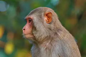 Dominant: Rhesus macaque
