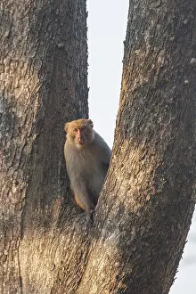 Singe: Rhesus macaque